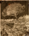 72Calotype 8X10 Arbre modif-1 copie